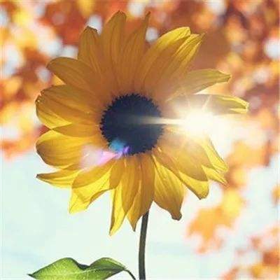 百姓彩票app下载