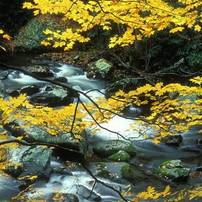 正规的大小单双平台网址